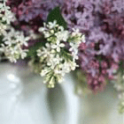 lilacs