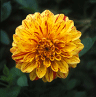 dahlia