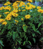 heliopsis