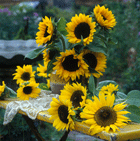 sunflowers